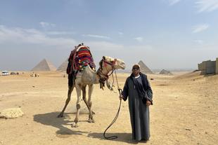 Kamel vor den Pyramiden von Gizeh