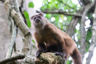 Ein Affe in Puerto Maldonado