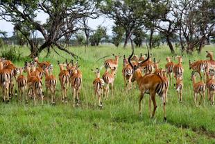Impala Herde im Grumeti Reservat