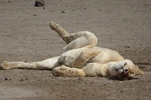 Löwenbeobachtung in der Serengeti