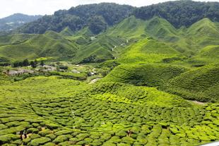 Cameron Highlands Teeplantagen