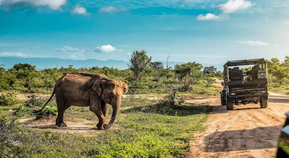 Beobachtung eines Elefanten bei einer Sri Lanka Rundreise