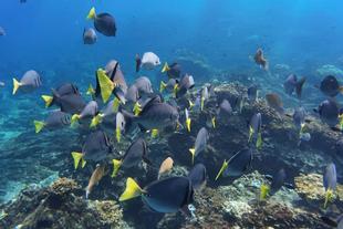 Korallenriff im Coiba Nationalpark