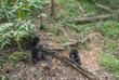 Bornean Sun Bear Conservation Centre
