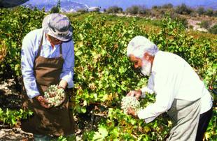 Weinlese in den Weinbergen Zyperns