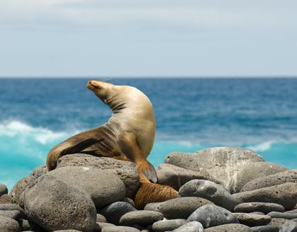 Seelöwen auf den Galapagos Inseln
