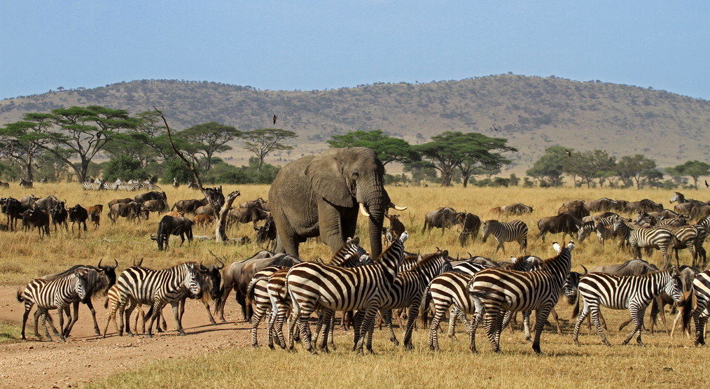 Serengeti-Nationalpark mit Gräsern und Tieren bei einer zweiwöchigen Tansania Rundreise