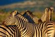 Zebras auf der Pirschfahrt