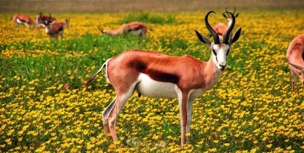 Antilope
