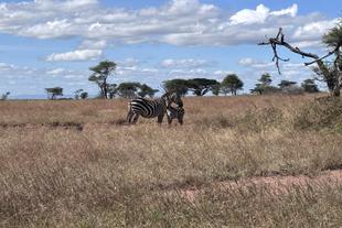 Zebras auf Safari in der Serengeti