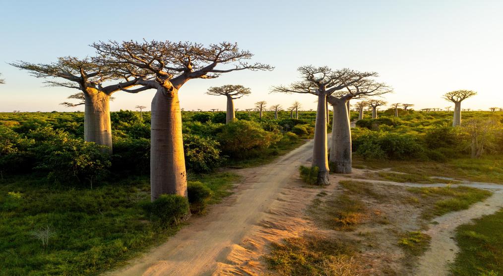 Ein Baobabwald während einer Madagaskar Gruppenreise