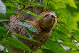 Faultier im Manuel Antonio Nationalpark