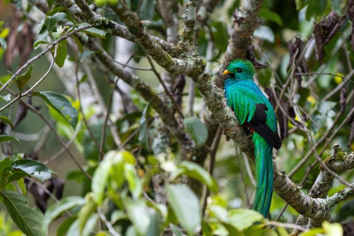 Quetzal