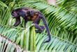 Brüllaffen im Cahuita Nationalpark