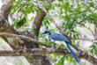 Bunter Vogel im Rincón de la Vieja Nationalpark 