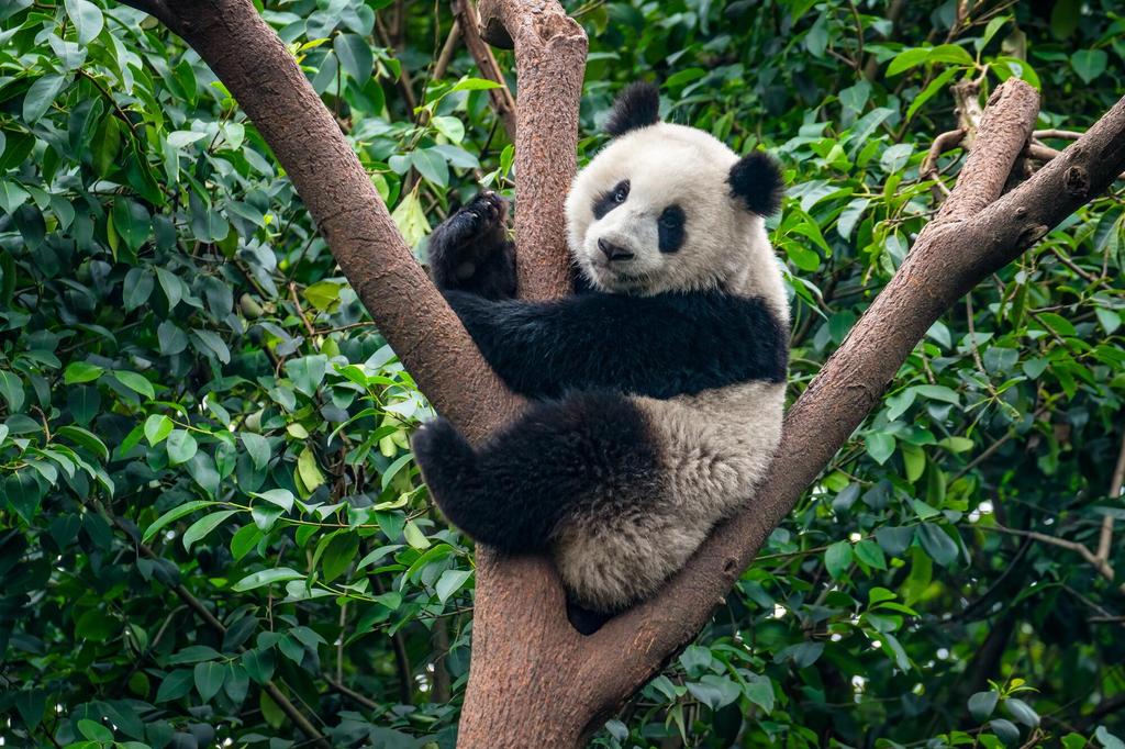 Panda in Chengdu