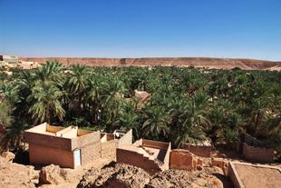 Oase in Ghardaia