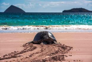 Galapagos Schildkröte