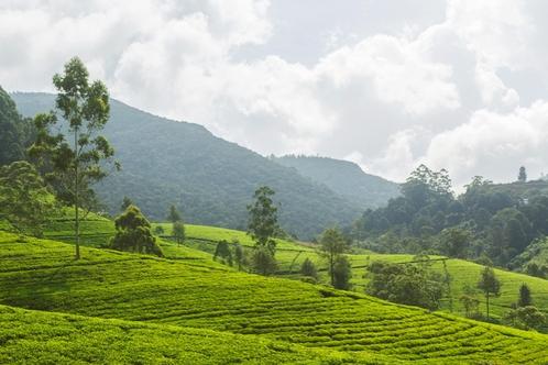 Teeplantagen in Nuwara Eliya