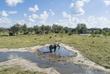 Wasserloch mit Elefant