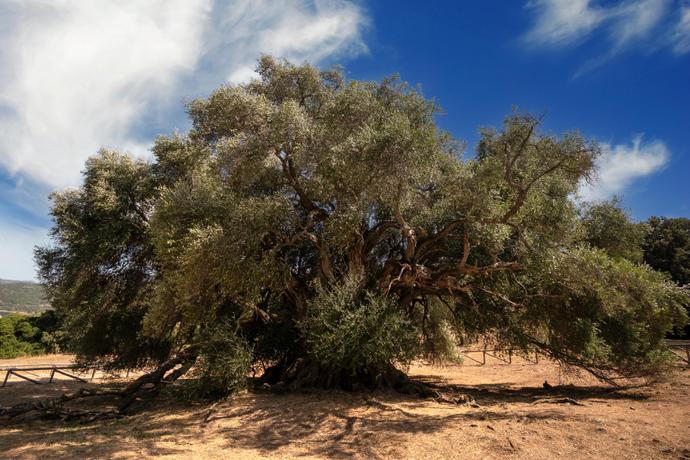Alter Olivenhain