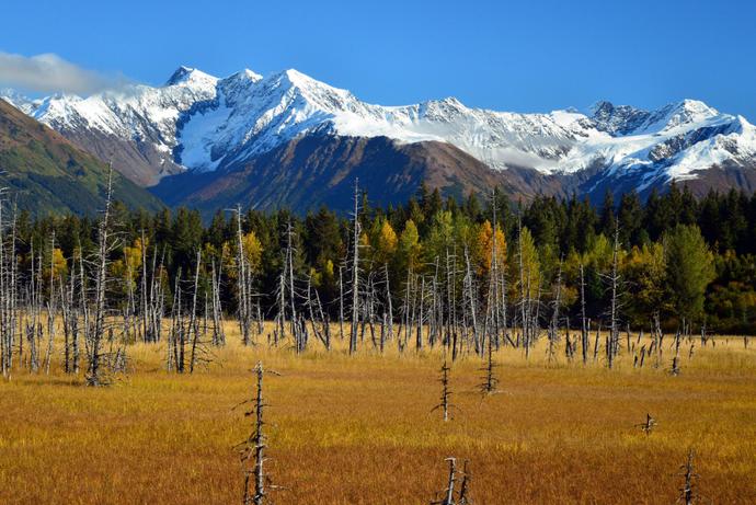 Versunkene Bäume als Folge des Großen Erdbebens 1964