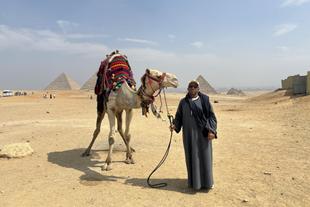 Kamel vor den Pyramiden von Gizeh