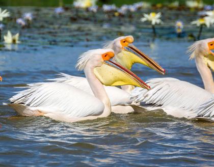 Pelikane im Nationalpark Djoudj 