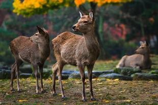 Zahme Rehe in Nara- Park