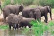Elefanten im Murchison Nationalpark
