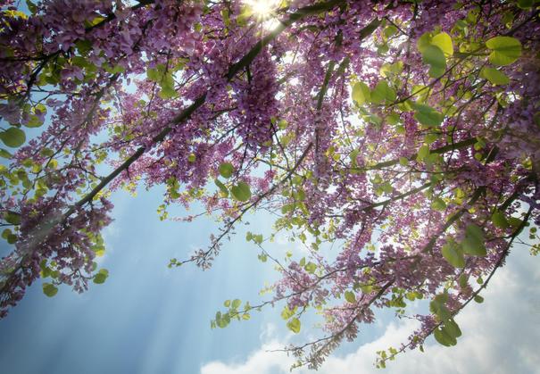Blüten