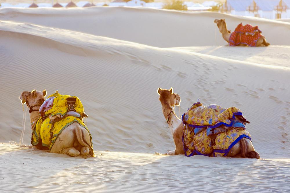 Kamele in der Wüste bei Jaisalmer
