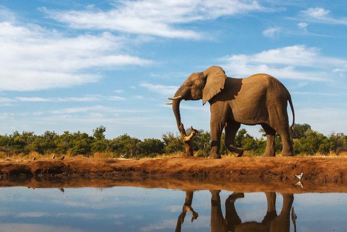Elefant