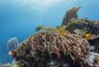 Korallen im Hol Chan Marine Reserve