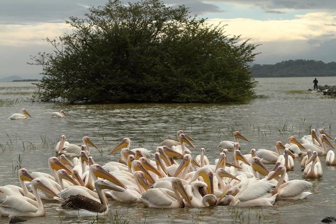 Pelikane auf dem Lake Ziway