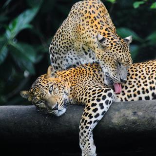 Leoparden im Yala Nationalpark