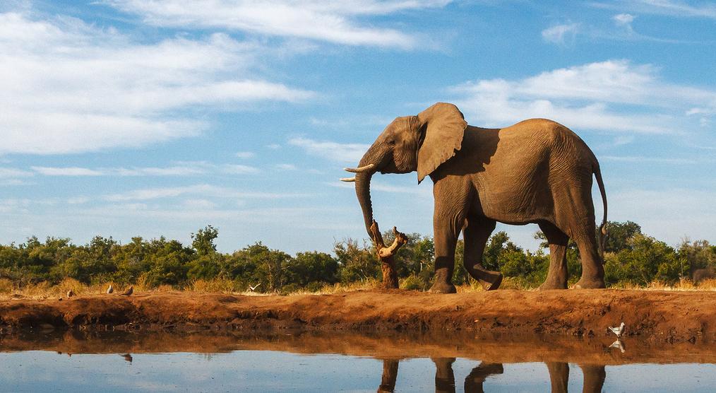 Ein Elefant an einer Wasserstelle bei einer Südafrika Reise