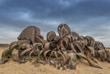 Welwitschia mirabilis im Iona Nationalpark