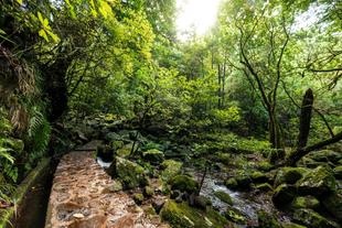 Levada dos Cedros