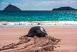Galapagos Schildkröte