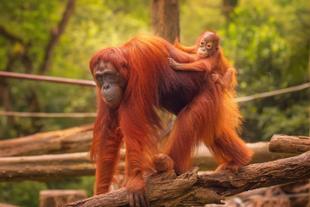 Orang Utan im Reservat 