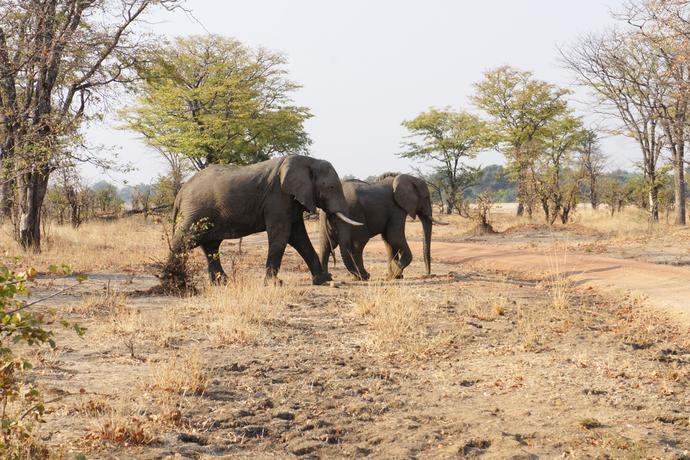 Elefanten im Chimwenya Game Park