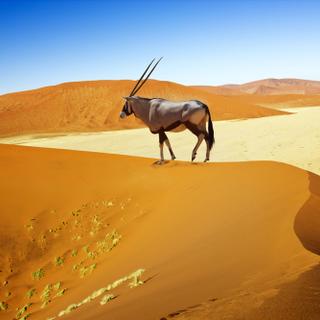 Sossuvlei