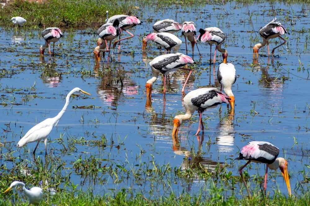 Udawalawe Nationalpark