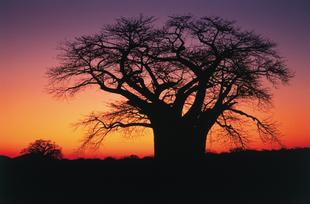 Baum im Kruegerpark 
