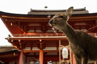 Nara