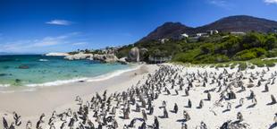 Pinguine Boulders Beach