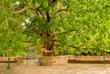 Bodhi-Baum in Anuradhapura