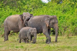 Elefantenfamilie im Minneriya Nationalpark