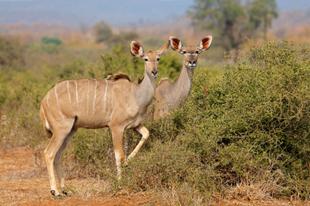 Kudu Antilopen